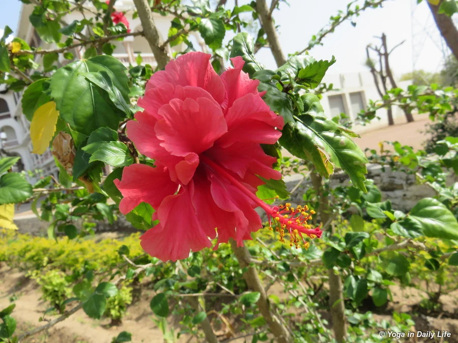 Chinese hibiscus silent glory